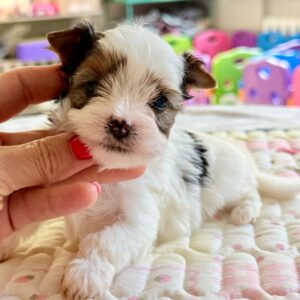 Alexander Biewer Yorkshire Terrier Alexander Biewer Yorkshire Terrier