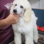 Alistair-male-Poodle-puppy-for-sale-1