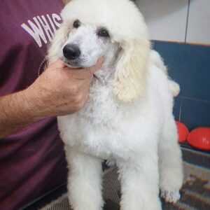 Alistair Standard Poodle Alistair Standard Poodle
