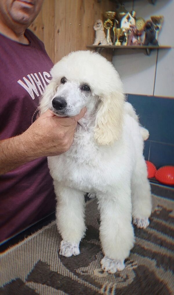 Alistair Standard Poodle Alistair Standard Poodle