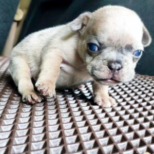 Arlo French Bulldog Arlo French Bulldog