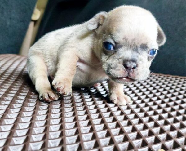 Arlo French Bulldog Arlo French Bulldog