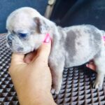 Arlo-male-French-Bulldog-puppy-for-sale-2