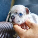 Arlo-male-French-Bulldog-puppy-for-sale-3