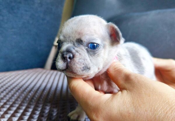 Arlo French Bulldog Arlo French Bulldog