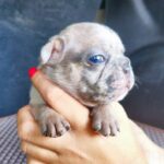 Arlo-male-French-Bulldog-puppy-for-sale-4