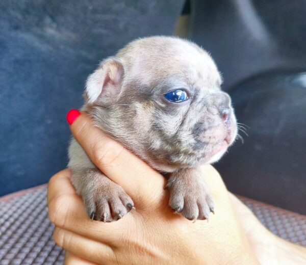 Arlo French Bulldog Arlo French Bulldog