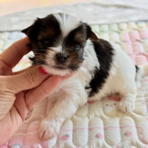 Armand Biewer Yorkshire Terrier Armand Biewer Yorkshire Terrier