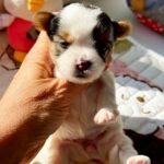 Arwen-female-Biewer-puppy-for-sale-1