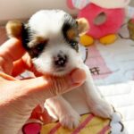 Arwen-female-Biewer-puppy-for-sale-2