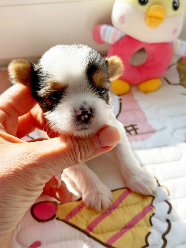 Arwen Biewer Yorkshire Terrier Arwen Biewer Yorkshire Terrier