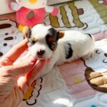 Arwen-female-Biewer-puppy-for-sale-3