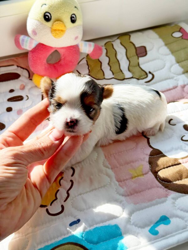 Arwen Biewer Yorkshire Terrier Arwen Biewer Yorkshire Terrier