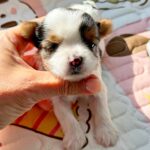 Arwen-female-Biewer-puppy-for-sale-4