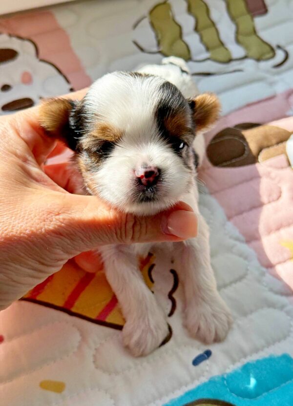 Arwen Biewer Yorkshire Terrier Arwen Biewer Yorkshire Terrier