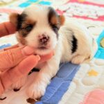 Arwen-female-Biewer-puppy-for-sale-5