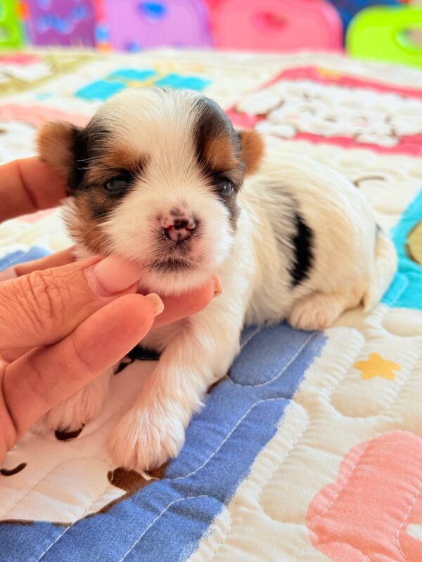 Arwen Biewer Yorkshire Terrier Arwen Biewer Yorkshire Terrier