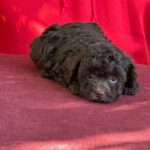 Astrid-female-Toy-Poodle-puppy-for-sale-1