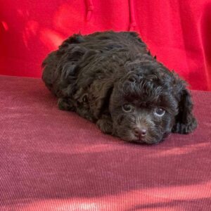 Astrid Toy Poodle Astrid Toy Poodle