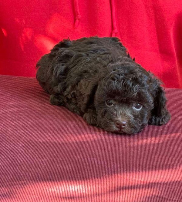 Astrid Toy Poodle Astrid Toy Poodle