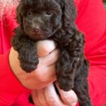 Astrid-female-Toy-Poodle-puppy-for-sale-2