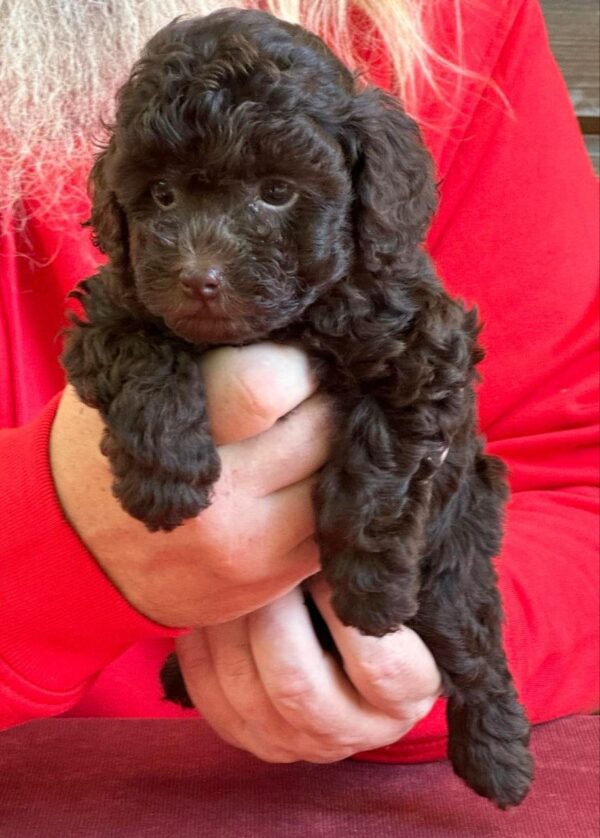 Astrid Toy Poodle Astrid Toy Poodle