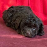 Astrid-female-Toy-Poodle-puppy-for-sale-3