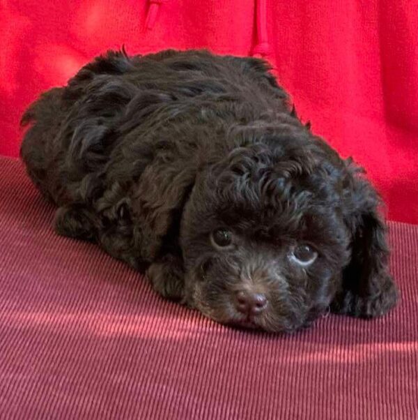 Astrid Toy Poodle Astrid Toy Poodle