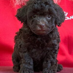 Astrid Toy Poodle Astrid Toy Poodle