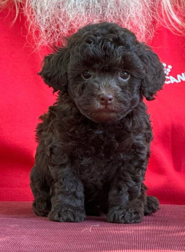 Astrid Toy Poodle Astrid Toy Poodle
