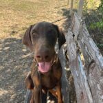 Azus-male-dobermann-puppy-for-sale- (1)