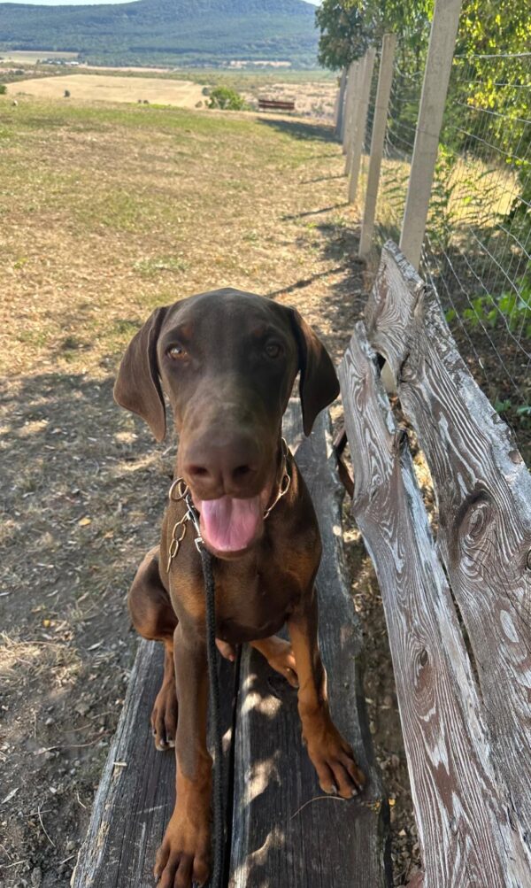 Azus Dobermann Azus Dobermann