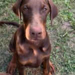 Azus-male-dobermann-puppy-for-sale- (2)