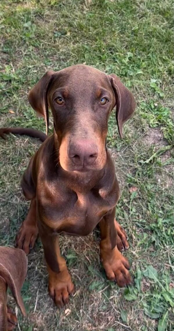 Azus Dobermann Azus Dobermann