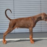 Azus-male-dobermann-puppy-for-sale- (3)