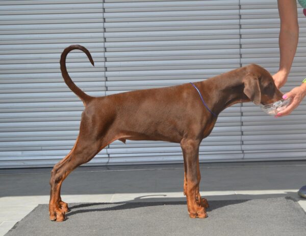 Azus Dobermann Azus Dobermann