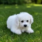 Beau-male-Bichon-Frise-puppy-for-sale-1