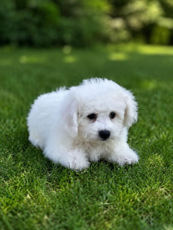 Beau Bichon Frise Beau Bichon Frise