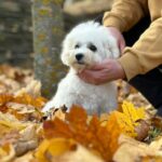 Beau-male-Bichon-Frise-puppy-for-sale-2