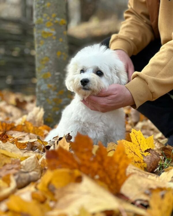 Beau Bichon Frise Beau Bichon Frise