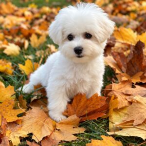 Beau Bichon Frise Beau Bichon Frise