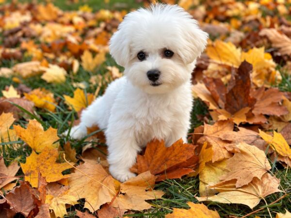 Beau Bichon Frise Beau Bichon Frise