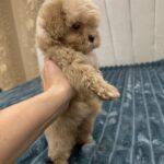 Bentley-male-Maltipoo-puppy-for-sale-1