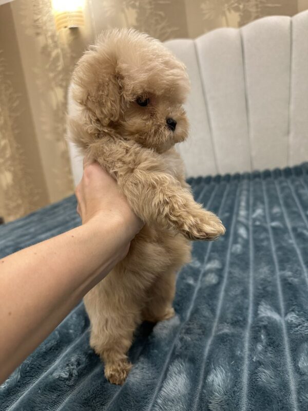 Bentley Maltipoo Bentley Maltipoo