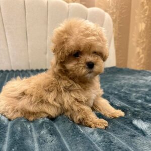 Bentley Maltipoo Bentley Maltipoo