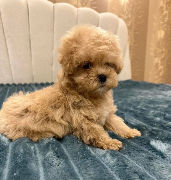 Bentley Maltipoo Bentley Maltipoo