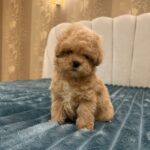 Bentley-male-Maltipoo-puppy-for-sale-3