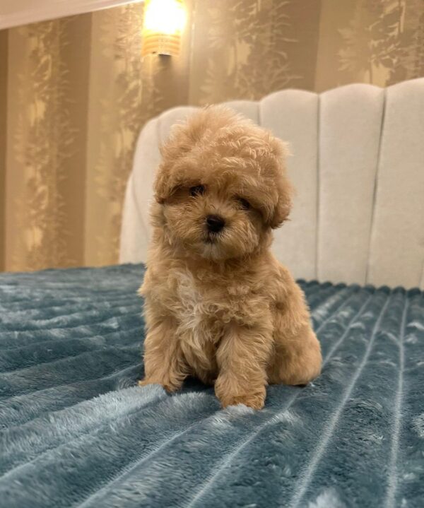 Bentley Maltipoo Bentley Maltipoo