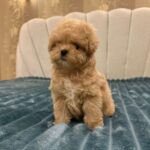 Bentley-male-Maltipoo-puppy-for-sale-4