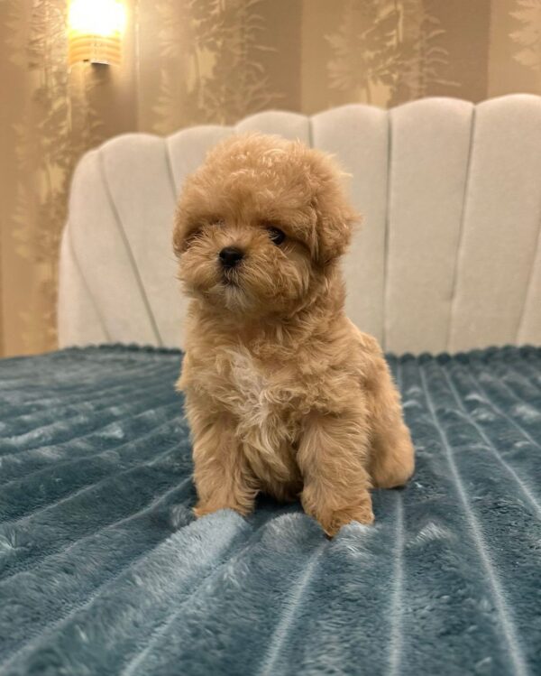 Bentley Maltipoo Bentley Maltipoo
